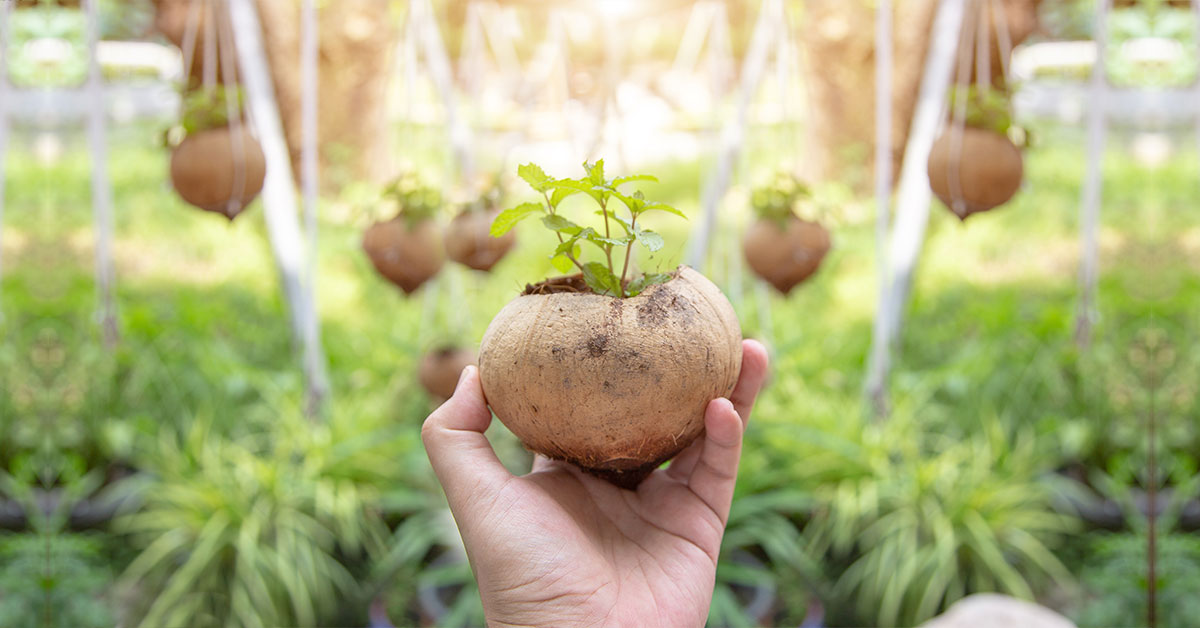 Coconut Shell Planter