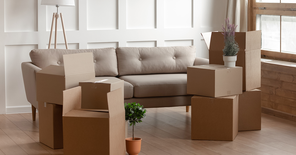 Cardboard Boxes Domestic Flowers Potted