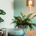 mint green wall complementing indoor plants