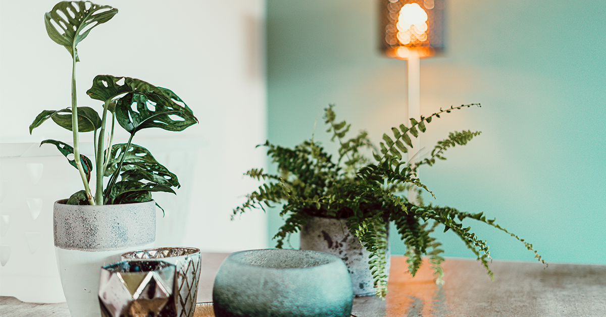 Green House plants placed in front of mint green wall