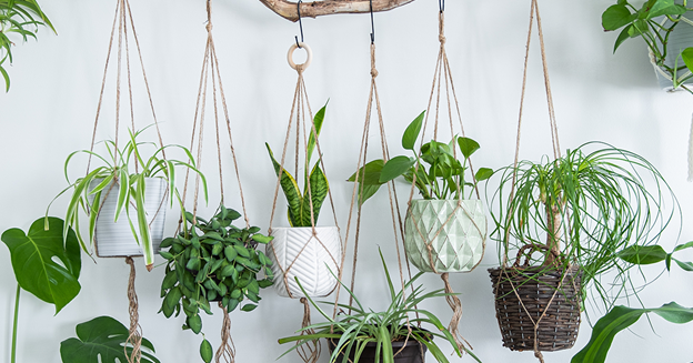 hanging plants aesthetic decor