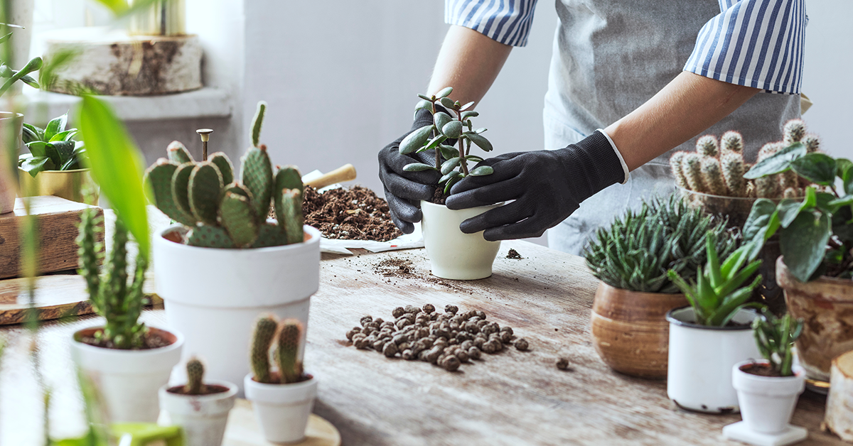 Greenery And Indoor Plants Home Decor