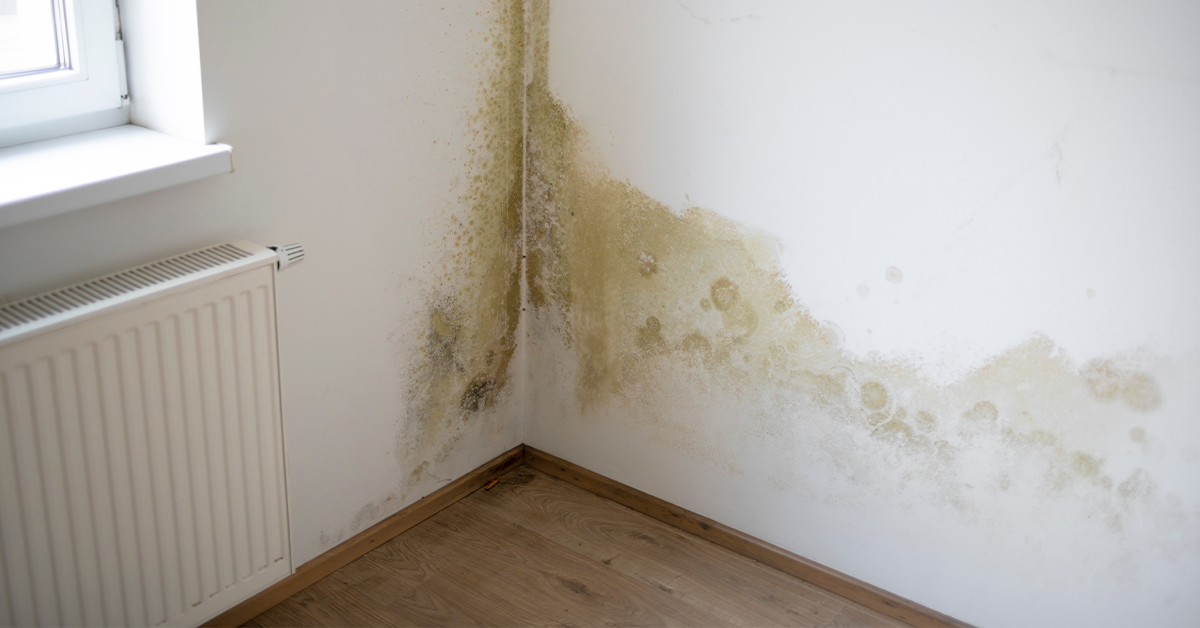 Rising Damp and Damp Proofing