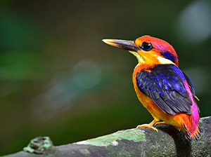 Colourful bird