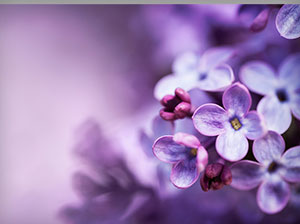 Lavender flower