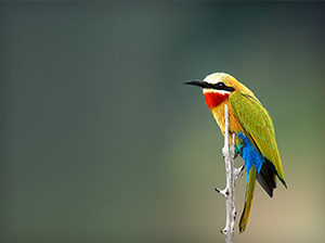 Colourful Bird