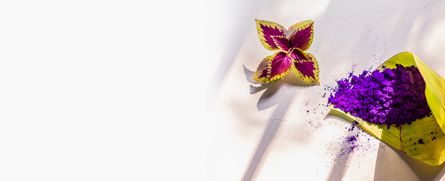 Purple Paint Powder In A Leaf