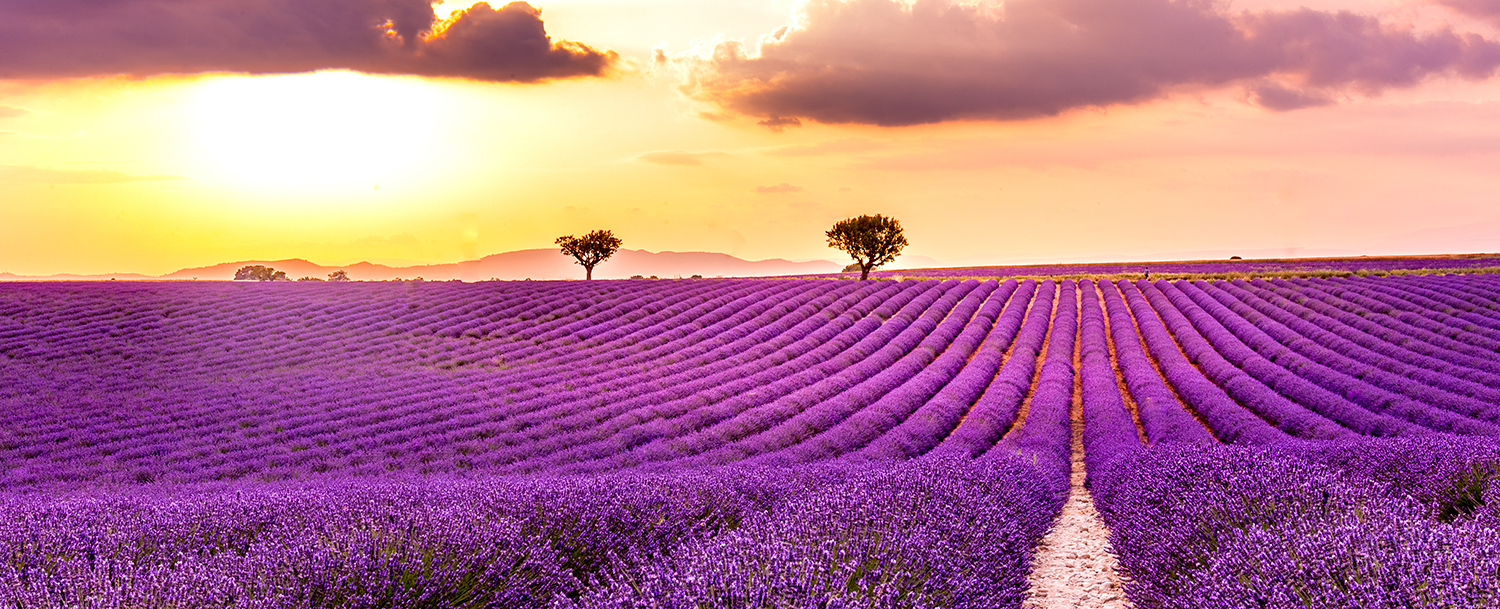 Lavender Field