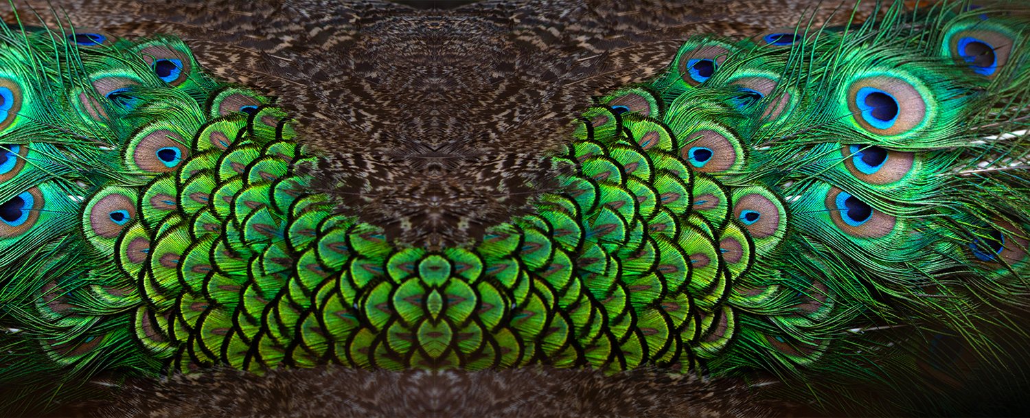 Peacock Feather