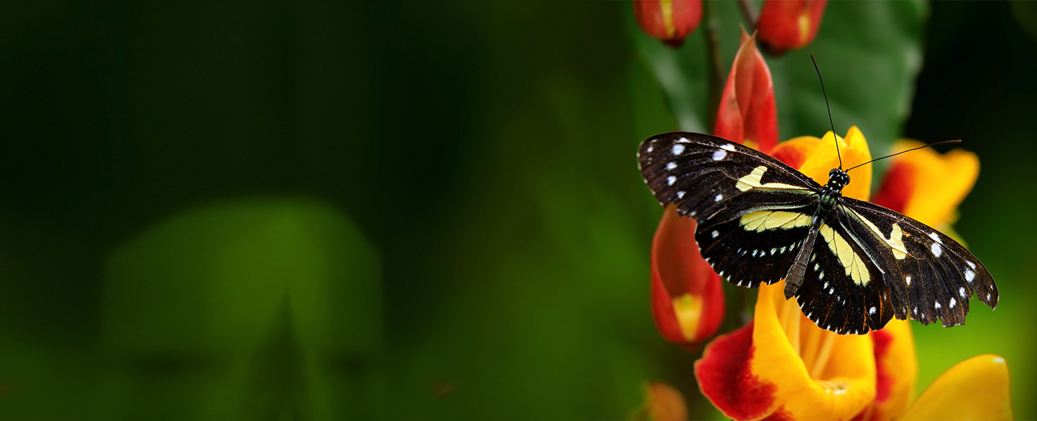 butterfly image