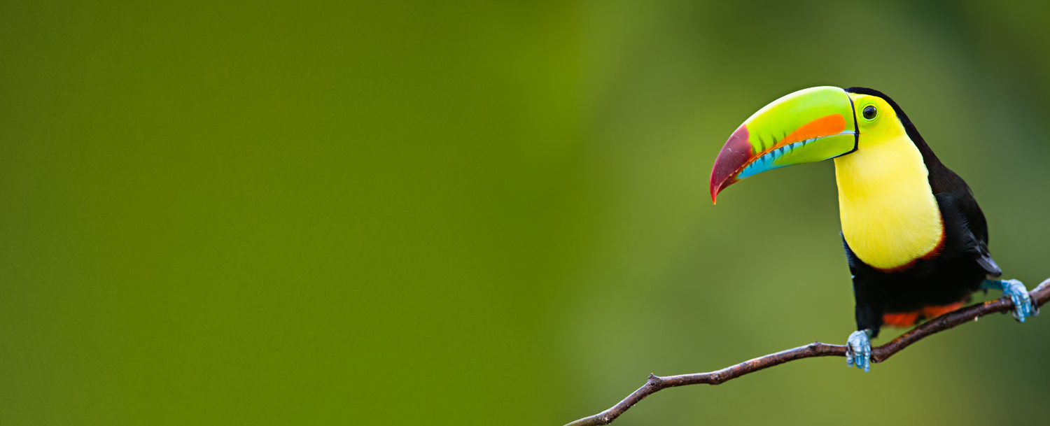 bird on a tree