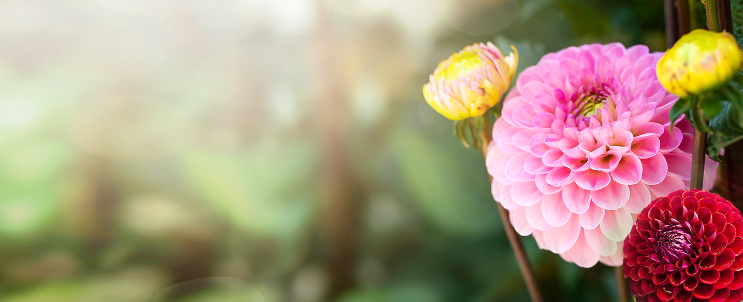 Pink Red Flower