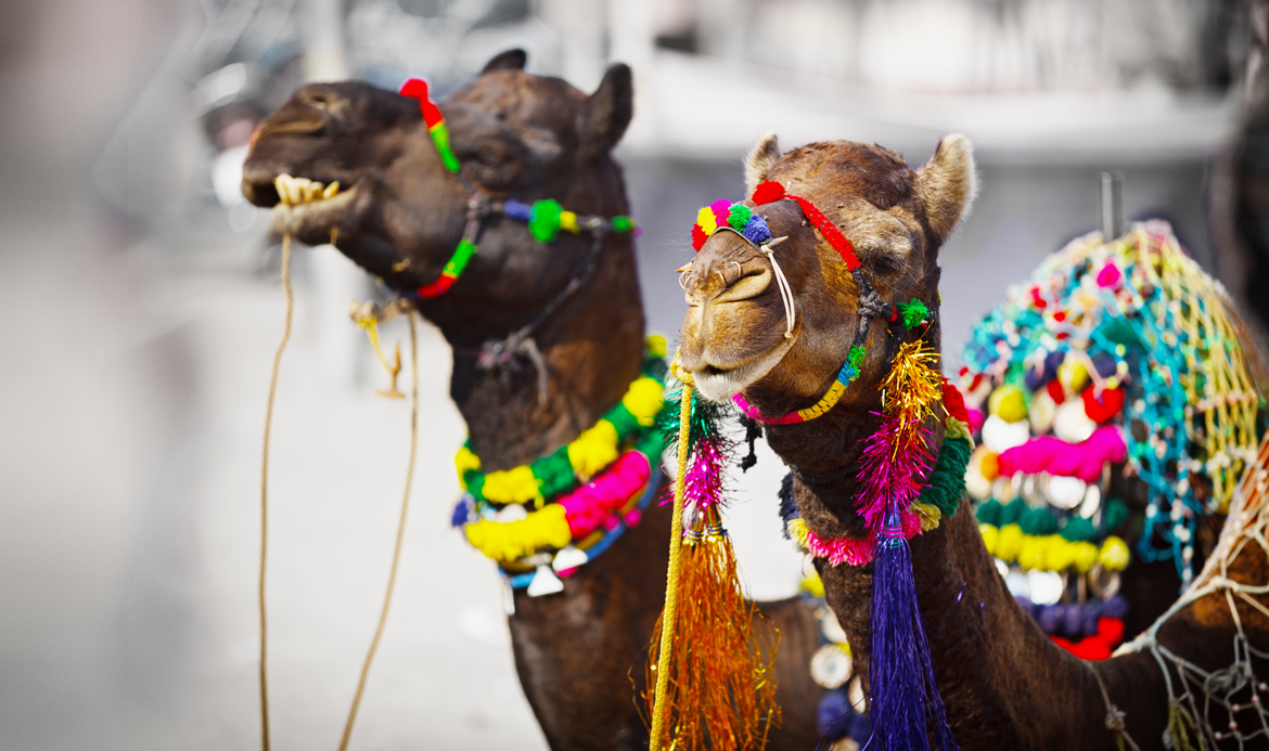 Pushkar Fair in Rajasthan