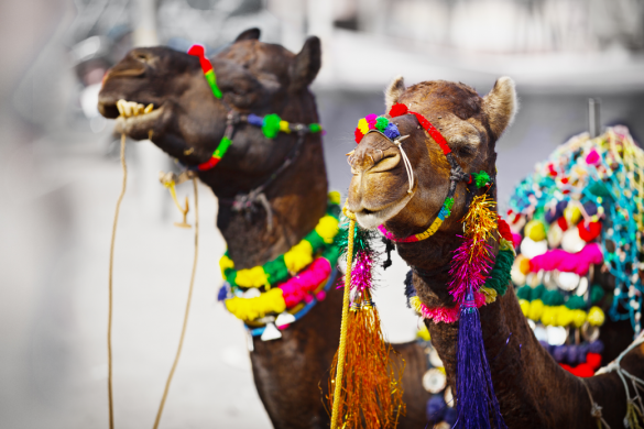 Pushkar Fair in Rajasthan