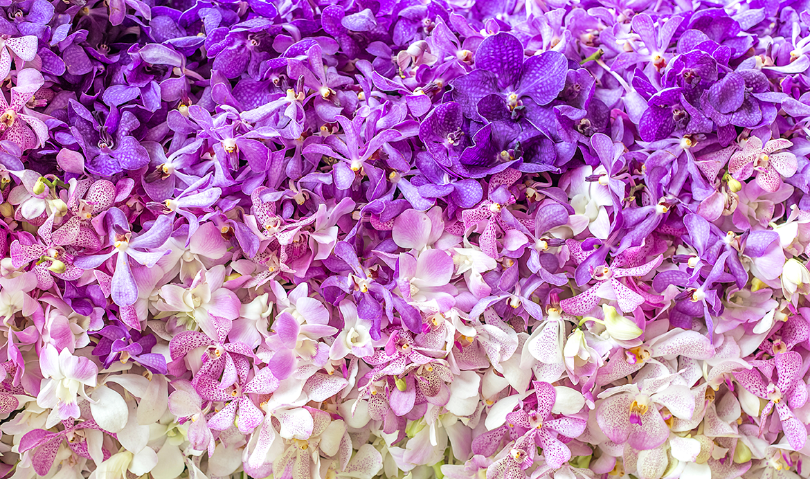 Sikkim Flower Festival 4