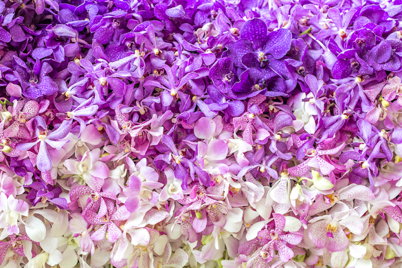 Sikkim Flower Festival 4