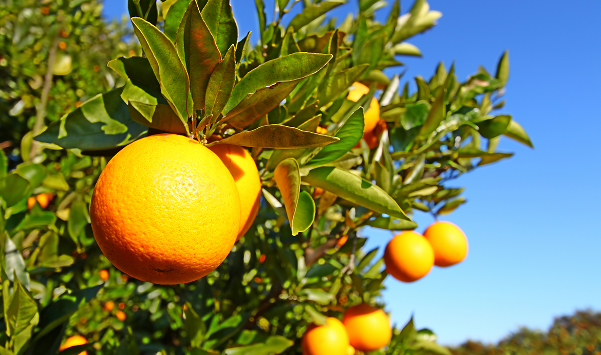 Florida's oranges