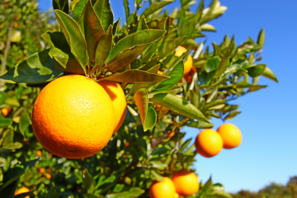 Florida's oranges